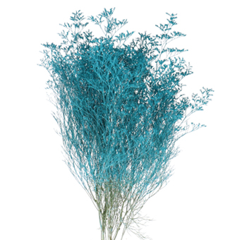 Limonium Flowers