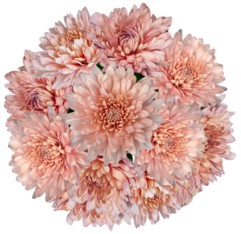 Cremon Mum Coral Flower.