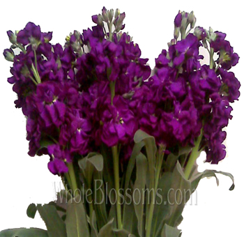 Purple Stock