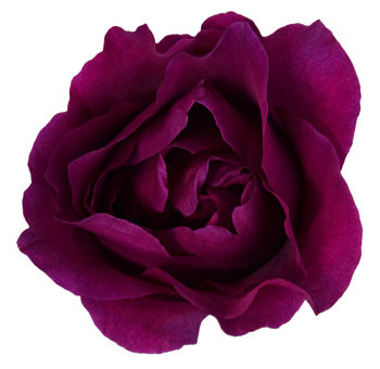 Mamy Blue purple garden roses bring regal elegance to premium floral gifts, centerpieces, and weddings.