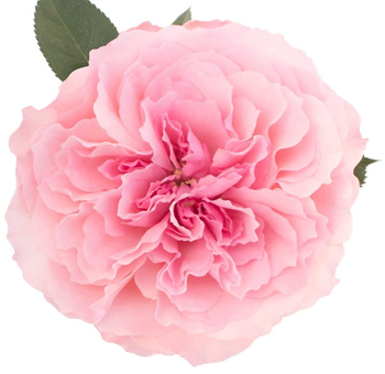 Close-up of Mayra's Pink Garden Rose in full bloom, featuring delicate, ruffled petals and a soft blush-pink hue.