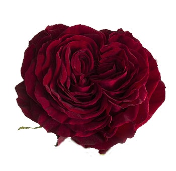 Close-up of Mayra's Red Garden Rose in full bloom, showcasing deep crimson petals and velvety texture.