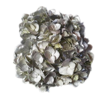 Close-up of metallic silver hydrangea petals, shimmering with reflective tones and elegant texture for upscale floral decor.