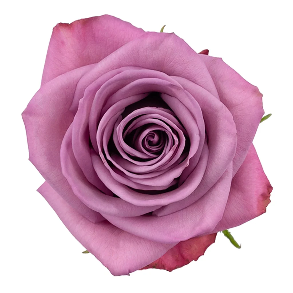Bulk Moody Blues Lavender Roses for brides and floral designers seeking premium-quality purple roses for wedding centerpieces and elegant arrangements.