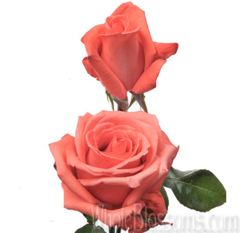 Close-up of Movie Star Roses in full bloom, showcasing their bright coral-orange hue and velvety petals.