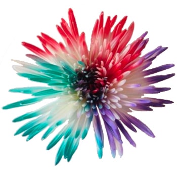 Spider Mums Multicolor Dark Pink Turquoise Lavender