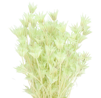Nigella Dried Flowers