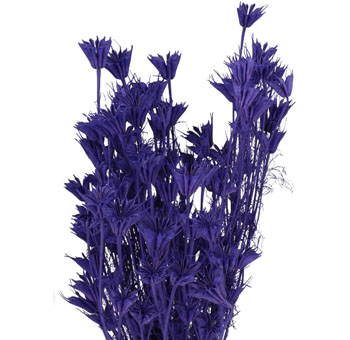 Nigella Flower