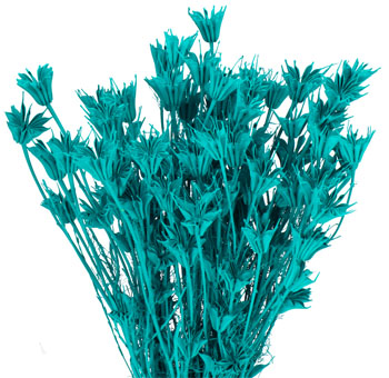 Nigella Dried Flowers