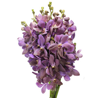 Nora blue mokara orchid with tropical beauty, perfect for weddings, gifts, and elegant floral designs.