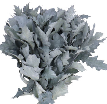 Leaves