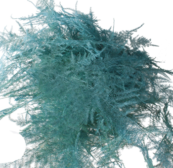 Asparagus Fern