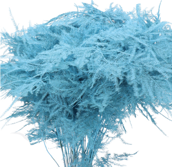 Asparagus Fern