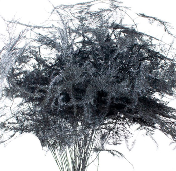 Asparagus Fern