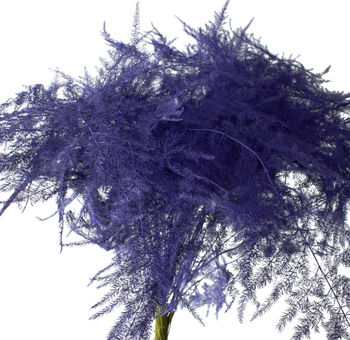 Asparagus Fern