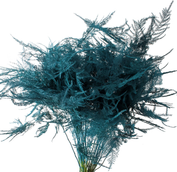 Asparagus Fern