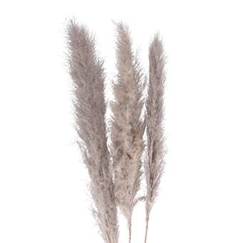 Gray Flowers