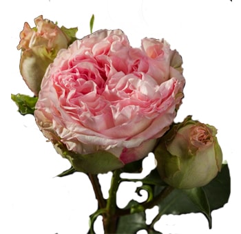 Close-up of a fully bloomed Pashmina Light Pink Garden Rose with ruffled petals.
