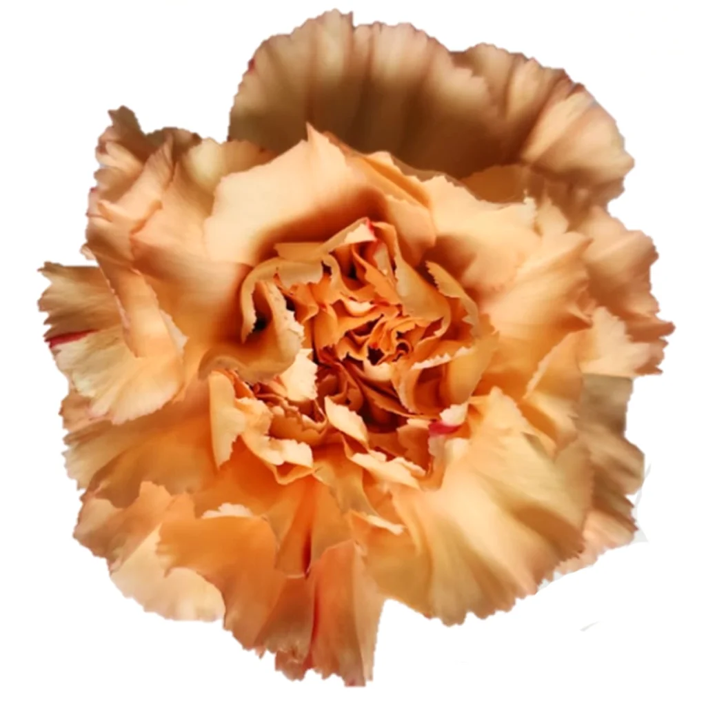 Wholesale Peach Carnations with soft tones and long stems, designed for elegant bouquets and fresh floral arrangements.