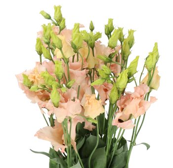 Peach Lisianthus