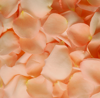 Soft peach rose petals, perfect for adding warmth and elegance to weddings, special events, or decorative displays.
