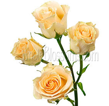 A close-up of Peach Spray Roses in full bloom, showcasing soft petals.