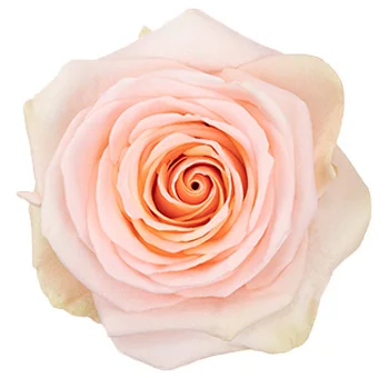 Elegant long stem peach rose with soft petals, ideal for weddings, premium bouquets, and bulk floral arrangements.