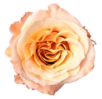 Shimmer Peach Rose.