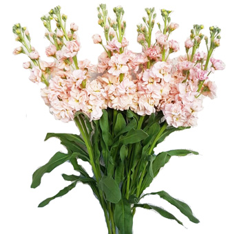 Stock Peach Flowers
