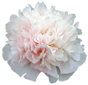 Fresh Pecher peonies in soft blush and white tones, ideal for weddings and events in May and June. Romantic garden blooms with lush ruffled petals