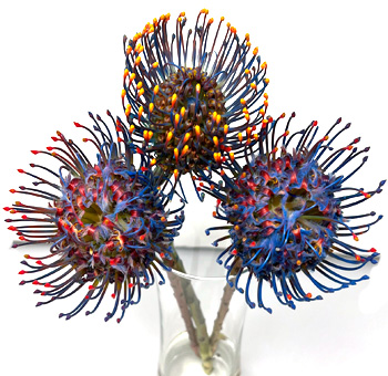 Blue Protea
