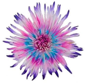White Spider Mums Purple Tips Hot Pink Center