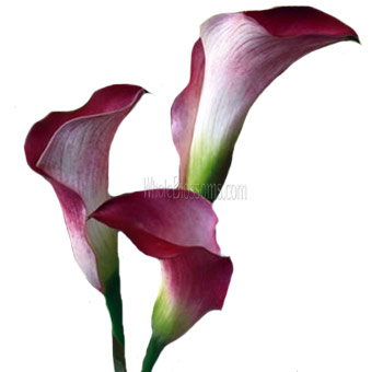 Graceful burgundy Calla Lilies with rich, dark red petals blending into soft cream and green at the base, complemented by slender green stems.