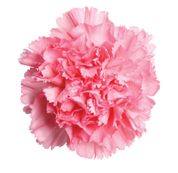Soft pink carnation flower, ideal for romantic floral arrangements and special event décor.