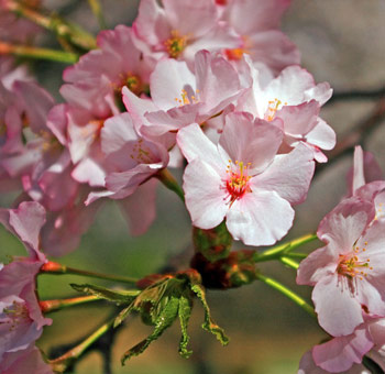 Delicate pink cherry blossoms bringing natural beauty and grace to weddings, receptions, and unforgettable celebrations.