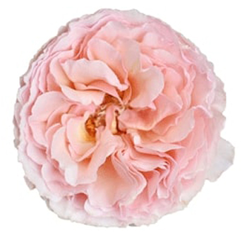 Close-up of a Princess Charlene Pink Garden Rose with soft ruffled petals.