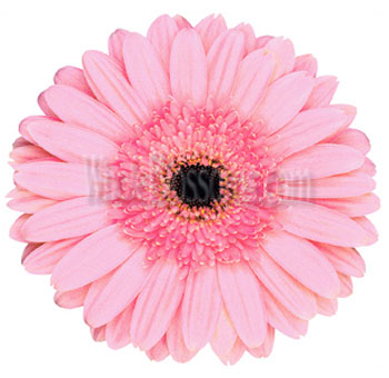Vibrant pink Gerbera daisy with a dark center, ideal for brightening up bouquets and floral designs for weddings or special occasions.