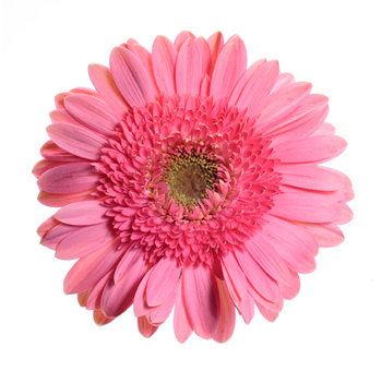 Vibrant pink Gerbera daisy with a light green center, perfect for cheerful event décor and floral designs.