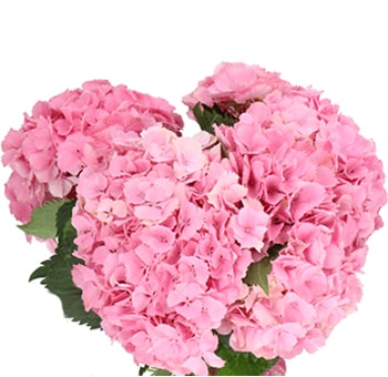 Close-up of a fresh Pink Hydrangea Dutch bloom showcasing soft petals, full texture, and vibrant European-grown pink coloration.