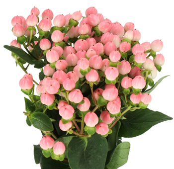 A bouquet of Pink Hypericum berries, featuring numerous soft pink buds nestled within dark green leaves, creating a vibrant and fresh floral display.