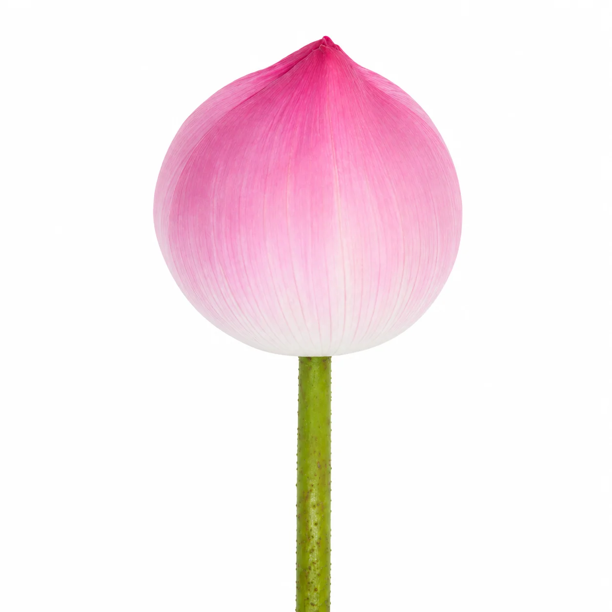 Fresh pink lotus flower bud with smooth petals on white background, ideal for wedding arrangements and bulk floral designs.