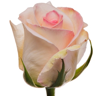 A close-up of a Pink Maaike Rose with soft blush petals and a gentle gradient.