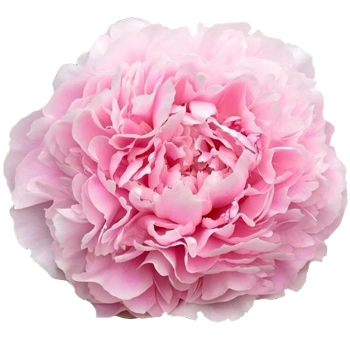 Fresh pink peonies in full bloom for weddings and events—available in peak season during May and June for lush, romantic floral designs.