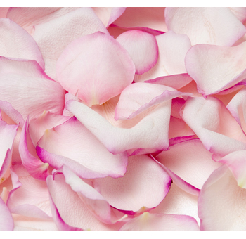 Delicate light pink rose petals with soft purple edges, perfect for romantic events, weddings, or adding a touch of elegance to décor.