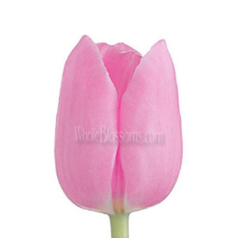 A single pink tulip bud with soft, delicate petals, ideal for adding a gentle and romantic touch to floral arrangements.