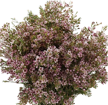 Pink wax flower in bulk at wholesale prices—fresh filler for weddings and events. Ideal for bouquets, centerpieces, corsages, and floral accents.