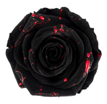Black Rose