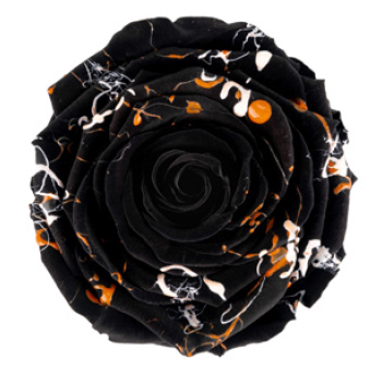 Black Rose
