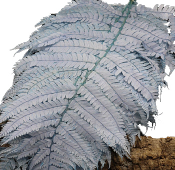 Close-up of a preserved light blue fern leaf, showcasing its finely detailed fronds and soft, pastel hue, adding a cool and calming element to floral arrangements or event décor.