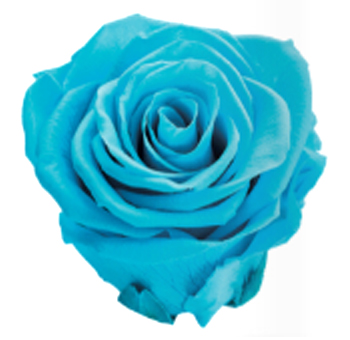 Preserved Roses